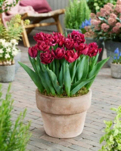 Tulip 'Cranberry Thistle' -Plants And Flowers Shop tulip cranberry thistle 3