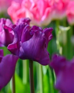 Tulip 'Crown Of Negrita' -Plants And Flowers Shop tulip crown of negrita 1