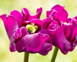 Tulip 'Crown Of Negrita' -Plants And Flowers Shop tulip crown of negrita 10