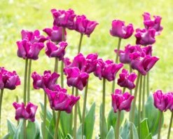 Tulip 'Crown Of Negrita' -Plants And Flowers Shop tulip crown of negrita 11