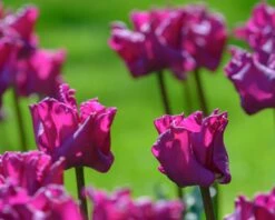Tulip 'Crown Of Negrita' -Plants And Flowers Shop tulip crown of negrita 2