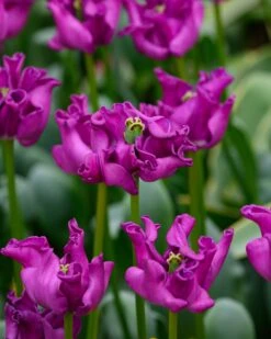 Tulip 'Crown Of Negrita' -Plants And Flowers Shop tulip crown of negrita 3