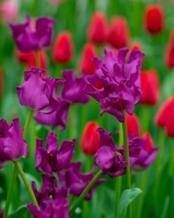 Tulip 'Crown Of Negrita' -Plants And Flowers Shop tulip crown of negrita 4