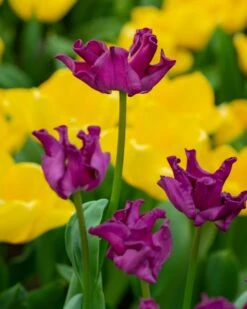 Tulip 'Crown Of Negrita' -Plants And Flowers Shop tulip crown of negrita 6