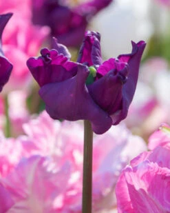 Tulip 'Crown Of Negrita' -Plants And Flowers Shop tulip crown of negrita 7