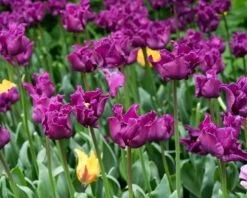 Tulip 'Crown Of Negrita' -Plants And Flowers Shop tulip crown of negrita 9