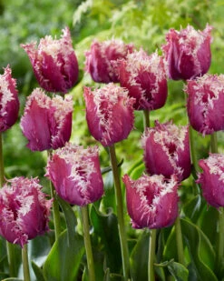 Tulip 'Crunchy Cummins' -Plants And Flowers Shop tulip crunchy cummins 3