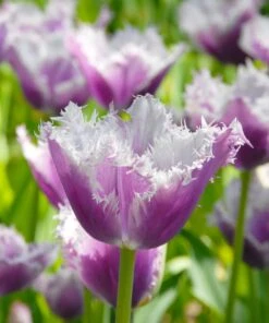 Tulip 'Cummins'