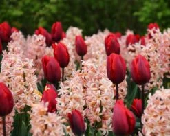 Collection 'Cupids' 5 Collection 'Cupids' -Plants And Flowers Shop tulip cupid collection 4