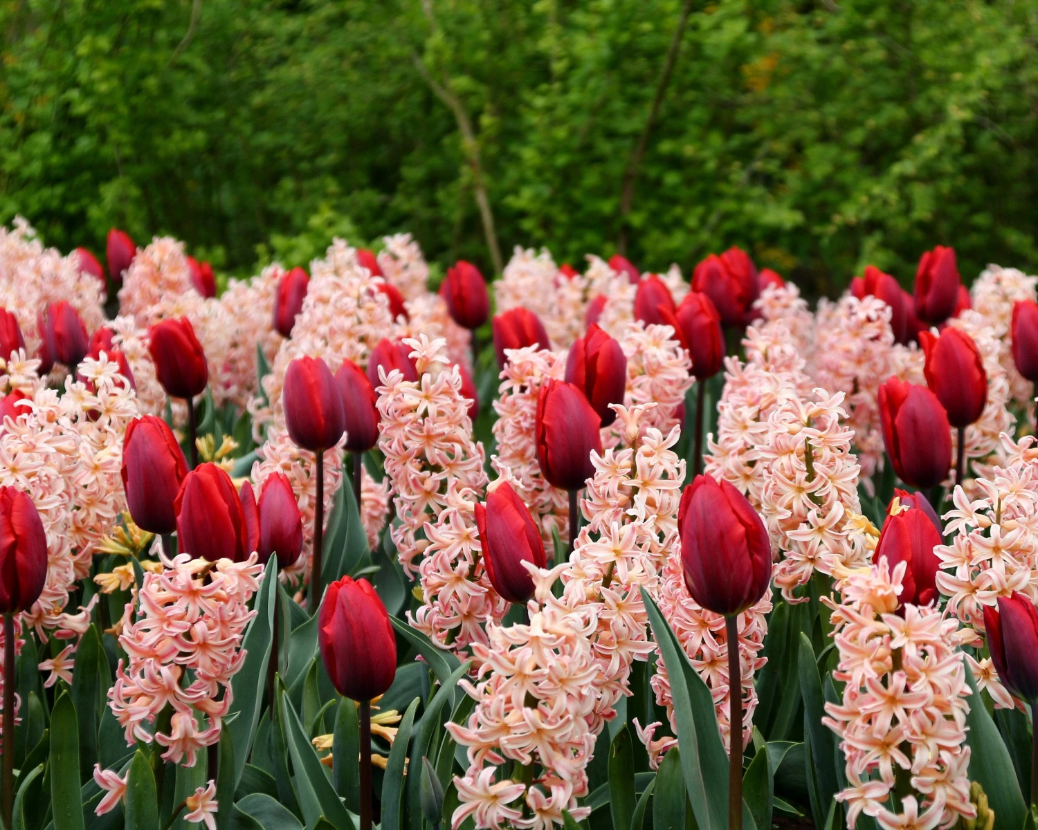 Collection 'Cupids' 2 Collection 'Cupids' - Image 2