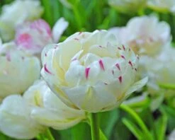 Tulip 'Danceline' -Plants And Flowers Shop tulip danceline 2
