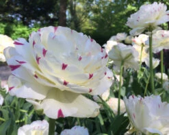 Tulip 'Danceline' -Plants And Flowers Shop tulip danceline 6