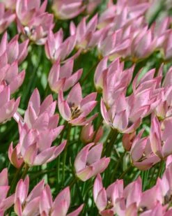 Tulip 'Danique' -Plants And Flowers Shop tulip danique 1