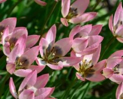 Tulip 'Danique' -Plants And Flowers Shop tulip danique 2