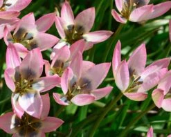 Tulip 'Danique' -Plants And Flowers Shop tulip danique 3