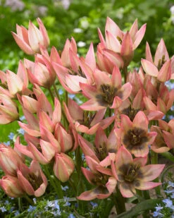 Tulip 'Danique' -Plants And Flowers Shop tulip danique 5