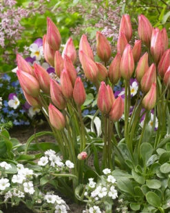 Tulip 'Danique' -Plants And Flowers Shop tulip danique 6