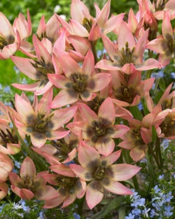 Tulip 'Danique' -Plants And Flowers Shop tulip danique 7