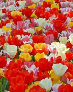 Tulip 'Darwin Hybrid Mixed'