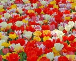 Tulip 'Darwin Hybrid Mixed' -Plants And Flowers Shop tulip darwin mixed 2