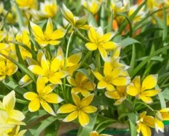 Tulip Dasystemon Tarda -Plants And Flowers Shop tulip dasystemon tarda 2