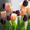 Tulip Collection 'Night & Day'