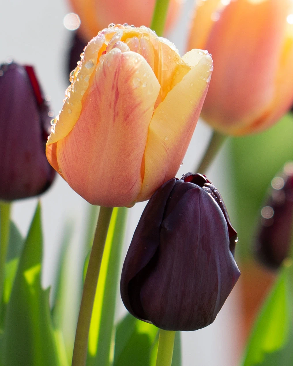 Tulip Collection 'Night & Day' 2 Tulip Collection 'Night & Day' - Image 2