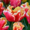 Tulip 'Dee Jay Parrot'