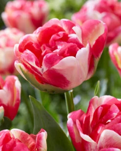 Tulip 'Double Blizz' 5 Tulip 'Double Blizz' -Plants And Flowers Shop tulip double aloha 1