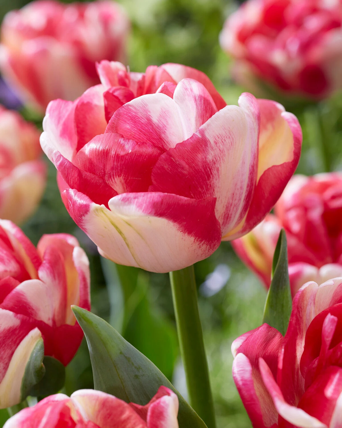 Tulip 'Double Blizz' 1 Tulip 'Double Blizz'