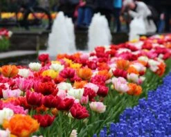 New Products -Plants And Flowers Shop tulip double late mix 10
