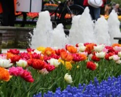 Tulip 'Double Mixed' -Plants And Flowers Shop tulip double late mix 6