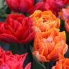 Tulip Collection 'Double Royale'