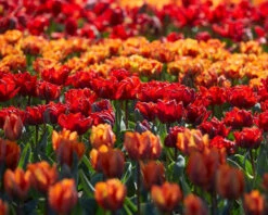 Tulip Collection 'Double Royale' -Plants And Flowers Shop tulip double royale 3