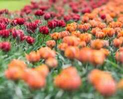 Tulip Collection 'Double Royale' -Plants And Flowers Shop tulip double royale 5