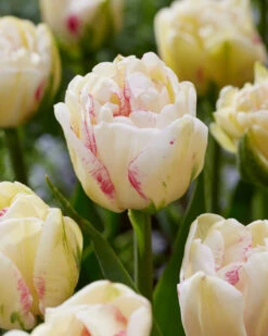 Tulip 'Double Shake' -Plants And Flowers Shop tulip double shake 3
