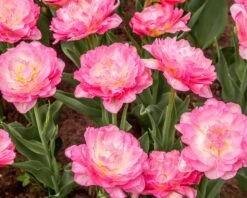Tulip 'Double Sugar' -Plants And Flowers Shop tulip double sugar 10
