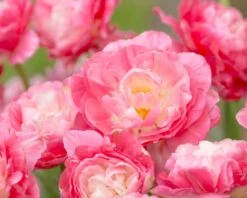 Tulip 'Double Sugar' -Plants And Flowers Shop tulip double sugar 11