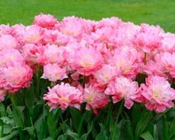 Tulip 'Double Sugar' -Plants And Flowers Shop tulip double sugar 14
