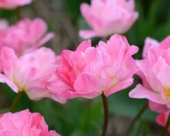 Tulip 'Double Sugar' -Plants And Flowers Shop tulip double sugar 15