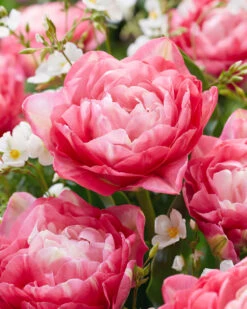 Tulip 'Double Sugar' -Plants And Flowers Shop tulip double sugar 2