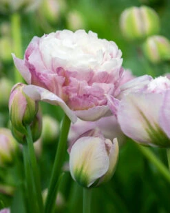 Tulip 'Double Surprise' -Plants And Flowers Shop tulip double surprise 1