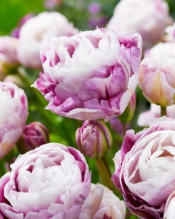 Tulip 'Double Surprise' -Plants And Flowers Shop tulip double surprise 2