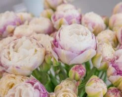 Tulip 'Double Surprise' -Plants And Flowers Shop tulip double surprise 9