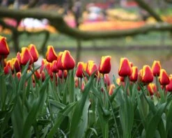 Tulip 'Dow Jones' -Plants And Flowers Shop tulip dow jones 11