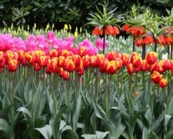 Tulip 'Dow Jones' -Plants And Flowers Shop tulip dow jones 15