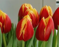 Tulip 'Dow Jones' -Plants And Flowers Shop tulip dow jones 3