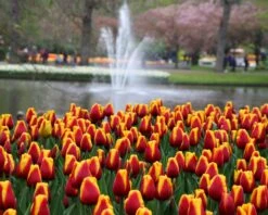 Tulip 'Dow Jones' -Plants And Flowers Shop tulip dow jones 8