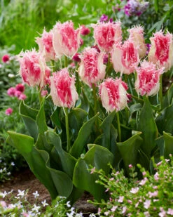 Tulip 'Drakensteyn' -Plants And Flowers Shop tulip drakensteyn 3
