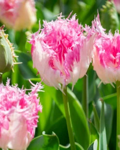 Tulip 'Drakensteyn' -Plants And Flowers Shop tulip drakensteyn 4